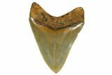 Serrated, Fossil Megalodon Tooth - North Carolina #172616-1